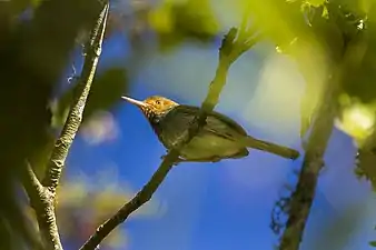 Coutuière à dos vert dans le jardin botanique de Bali