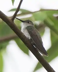 Description de l'image Olive-spotted Hummingbird.jpg.