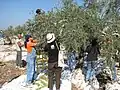 Récolte d'olives en Cisjordanie, 2008.