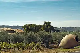 Drôme, olive noire de Nyons (France)