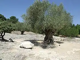 Image illustrative de l’article Olive de Nîmes