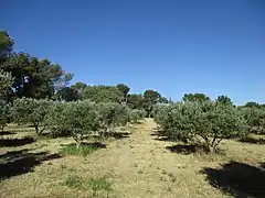 Monastère Saint-Paul-de-Mausole (Provence)