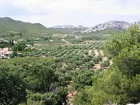 Image illustrative de l’article Huile d'olive de la vallée des Baux-de-Provence