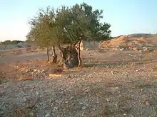 Vieil olivier isolé au milieu d'un terrain.