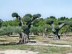 Oliviers taille bonzai à Lagnes.