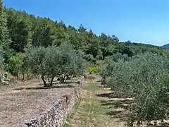 Les restanques et les oliviers