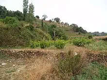 Vignes sur la route des oliviers