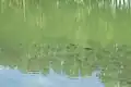 Poissons dans le bassin sous l’écluse