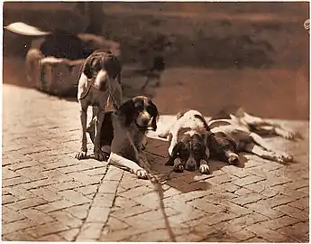 Chiens de chasse, vers 1853, musée d'Art de Saint-Louis.