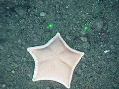 Une Ceramaster sp. observée in situ dans les abysses.