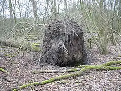 Le chablis génère naturellement des micro-milieux (ici un petit point d'eau) et du bois-mort et participe ainsi au cycle de la sylvigenèse.