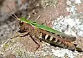 Omocestus rufipes ♀ (Hérault, France)