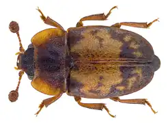 Omosita discoidea.