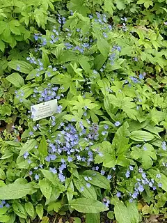 Description de l'image Omphalodes cappadocica - Botanischer Garten Freiburg - DSC06456.jpg.