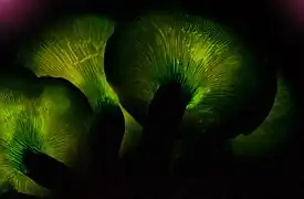 L’Octoshroom dans le film Avatar évoque les lamelles bioluminescentes d'un Foxfire, le Pleurote de l'olivier.