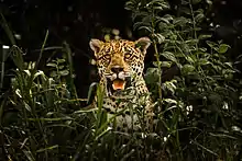Photographie d'un jaguar