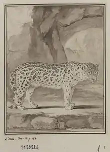 Gravure d'une Panthère des neiges