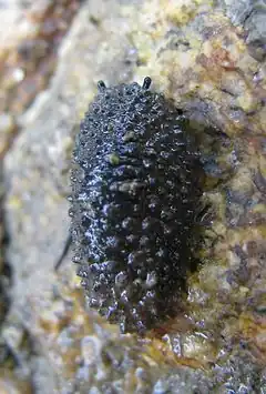 Onchidella celtica (Onchidiidae)