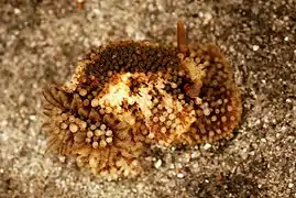 Onchidoris bilamellata