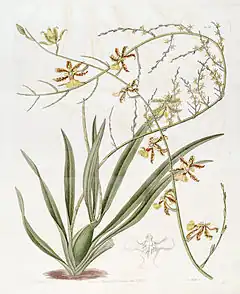 Description de l'image Oncidium altissimum (Jacq.) Sw. - Edwards v. 19 (1833) pl 1651.jpg.