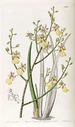 Description de l'image Oncidium cebolleta or Trichocentrum cebolleta - Edwards vol 23 pl 1994 (1837).jpg.