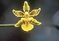 Oncidium ensatum