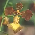 Oncidium forbesii