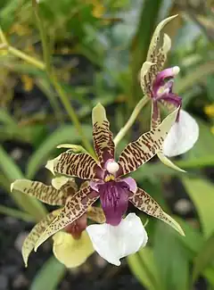 Description de l'image Oncidium hastilabium (2).jpg.