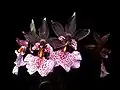 Fleurs d'Oncidium nubigenum