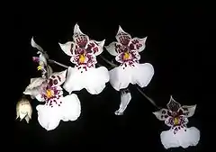 Fleurs d'Oncidium phalaenopsis