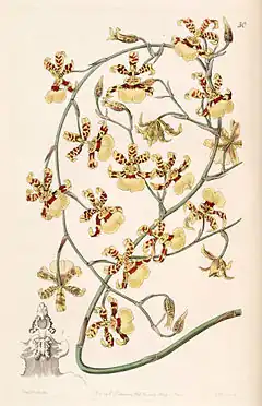 Description de l'image Oncidium sphacelatum - Edwards vol 28 (NS 5) pl 30 (1842).jpg.