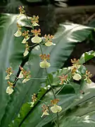 Inflorescence