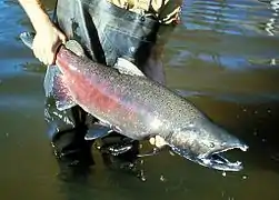 Saumon Chinook.