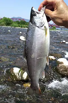 Photo couleur montrant un saumon.