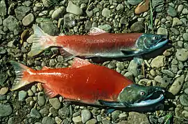 Saumons rouges, un délice pour les ours.