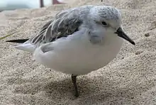 Bécasseau sanderling (Calidris alba)