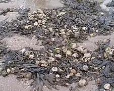 Nombreux tests d’Echinocardium dans une laisse de mer en Angleterre.