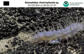 Oneirophanta sp. photographiée à plus de 1 000 m de profondeur au large de Hawaii.