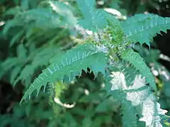 ongaonga, la plante hôte