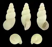 Onoba aculeus