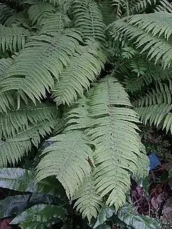 Frondes stériles en fin d'été.