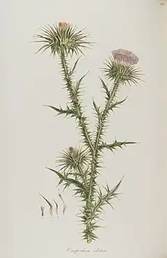 Onopordum tauricum