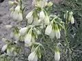 Onosma simplicissima subsp. volgensis Dobrocz. poussant sur une pente calcaire dans la région de Saratov