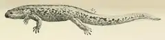Description de l'image Onychodactylus japonicus.png.