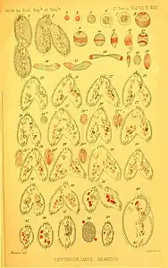 Pl. XVIII Fig. 1-40.Phase de conjugaison