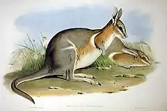 Dessin du wallaby à queue cornée.