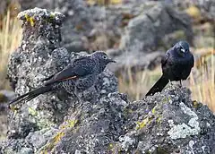 Description de l'image Onychognathus tenuirostris mtkenya pair 1.jpg.