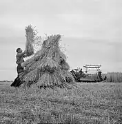 Les gerbes devaient être immédiatement et adroitement disposées en meulons pour sécher sans prendre la pluie, Pays-Bas, 1953