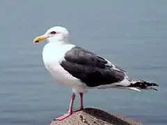 Goéland à manteau ardoisé