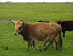 photo couleur d'une vache brun fauve à mufle sombre cerclé de clair et tour des yeux sombre. Elle a un long pelage épais et de longues cornes en croissant vers l'avant. À l'arrière-plan deux vaches sont brun sombre.